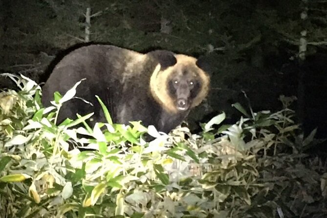 Wildlife Night Drive in Shiretoko National Park - Tour Schedule and Accessibility