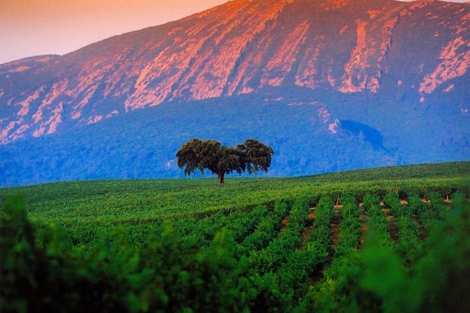 Wine Tasting - Private Half-Day Tour - Important Considerations