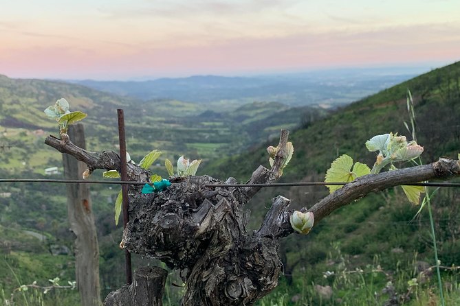 Wine Tour Pros - Wine Tour and Transportation: SUV Up To 6 Guests - Tour Details