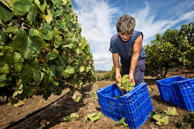 Wine Tourism Experience in Good Company in Terras Gauda O Rosal - Participation Requirements