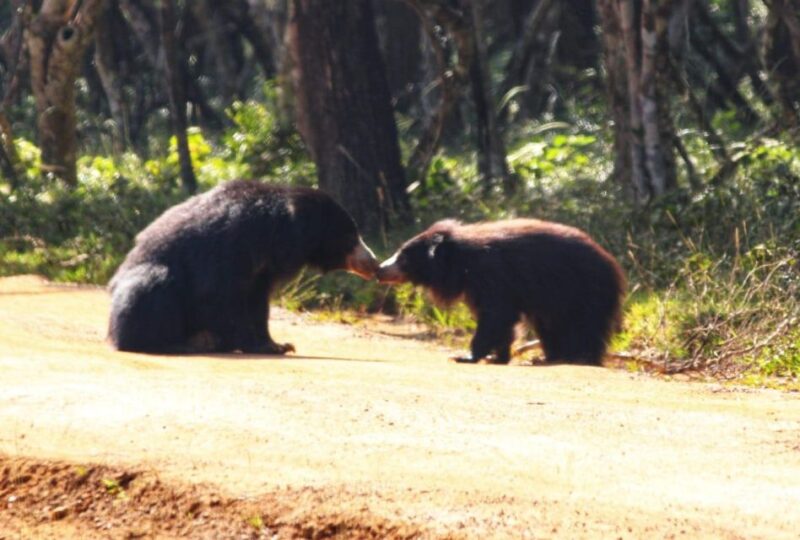 Yala National Park: Leopard Safari Full Day Tour With Lunch - Inclusion and Exclusion