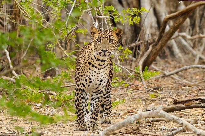 Yala National Park Private Jeep Safari From Colombo & Negombo - Meeting and Pickup Details