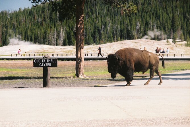 Yellowstone Grand Tour: See All Yellowstone In One Day - Tour Schedule and Timings