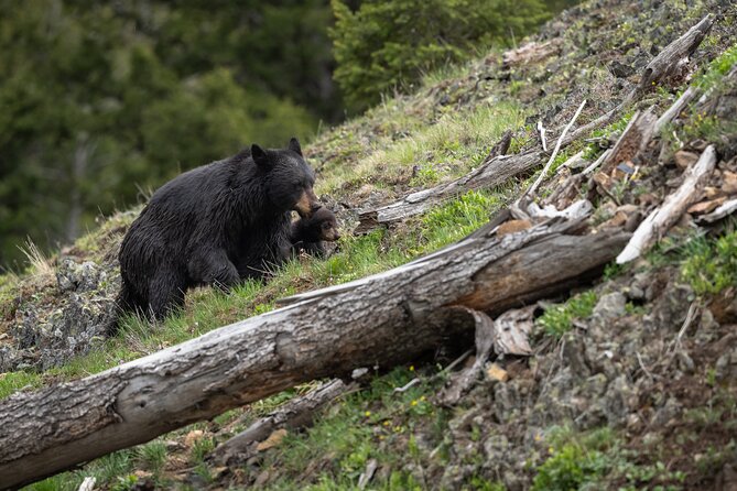 Yellowstone National Park Private Wildlife Tour - Meeting and Pickup Details