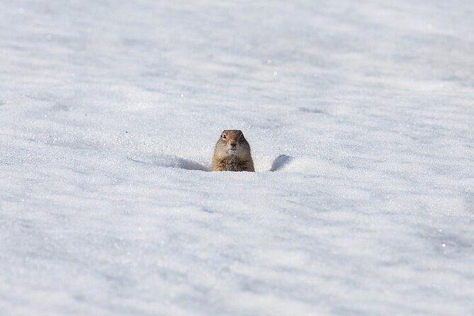 Yellowstone Winter Wildlife Safari From Gardiner - Meeting and Pickup Details