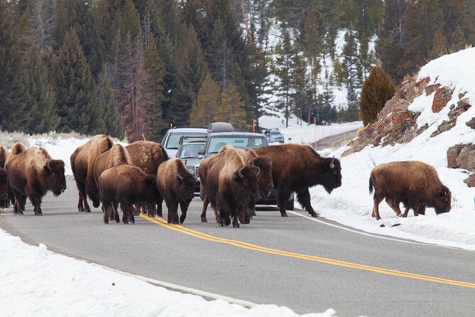 Yellowstone Winter Wildlife Safari From Paradise Valley - Utilizing High-Tech Optic Tools