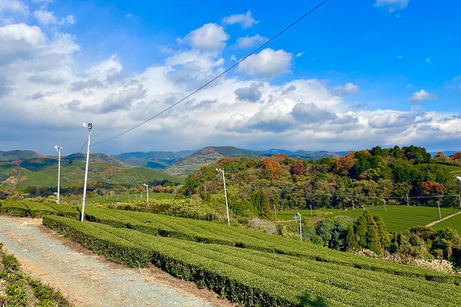 YokaBus A Day in Tea Fields Yame and Yanagawa River Boat - Savoring the Japanese Lunch Set