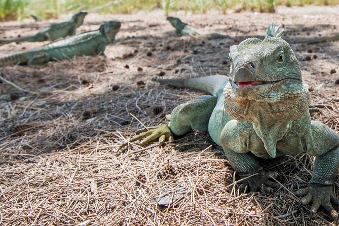 3HR Emerald Reef Snorkeling, Iguana Island and Shipwreck Tour - Key Points