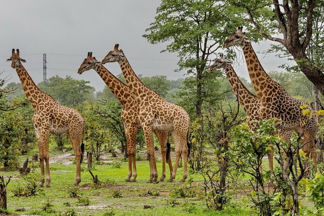 4 Day Addo Elephant National Park & Garden Route From Cape Town - Tour Overview