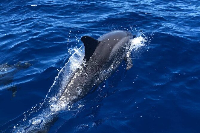 4 Hour Private Charter in Kona - Key Points