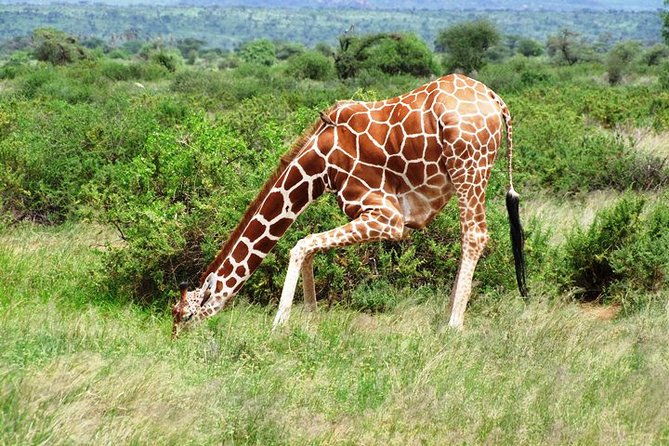 1 Day Shimba Hills Starting From Diani Beach. - Customer Reviews
