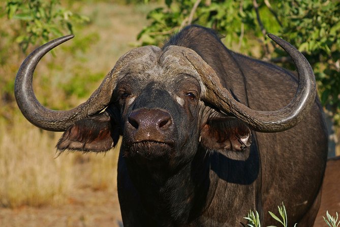 1 Day Skukuza Wildlife Photographic Safari - Kruger National Park - Participation Requirements