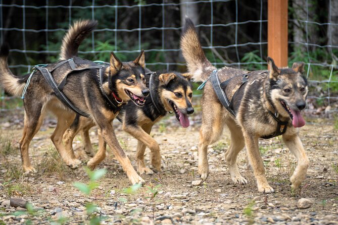 1 Hour Fall Sled Dog Experience Review - Timing and Duration