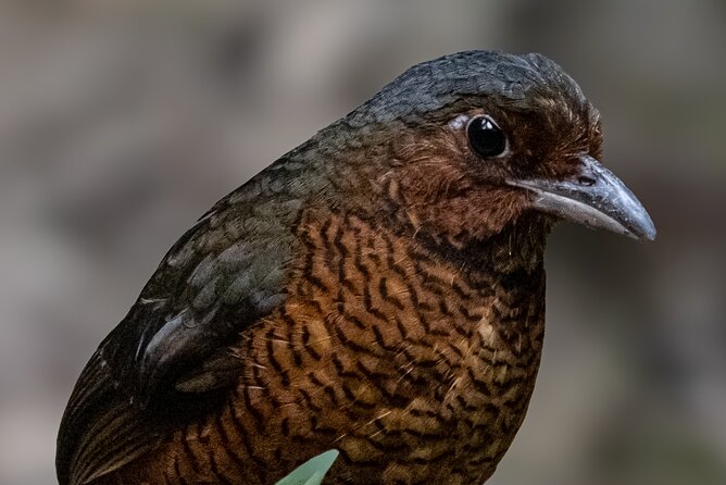 10 Days Birding Photo Tour From Andes to Amazon of Ecuador - Transportation and Accessibility