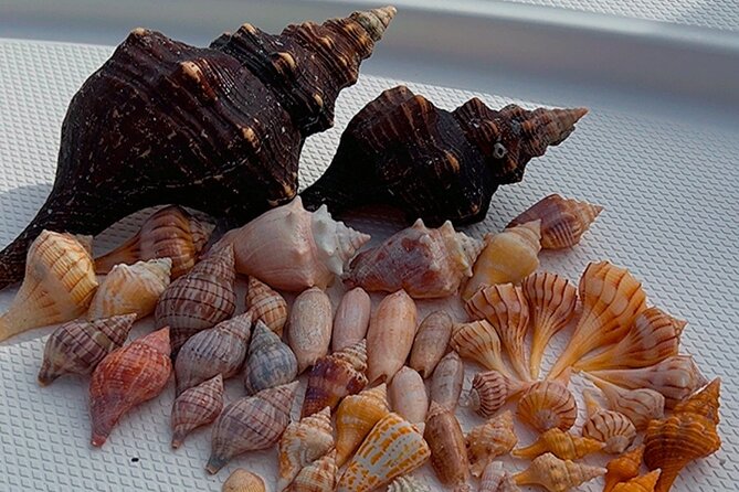 10,000 Islands Shelling Trip Marco Island FL - Participation Guidelines and Accessibility
