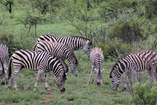 11 Days Aberdares, Samburu, Naivasha, Masai Mara & Diani Luxury Kenya Holiday - Pickup and Transportation