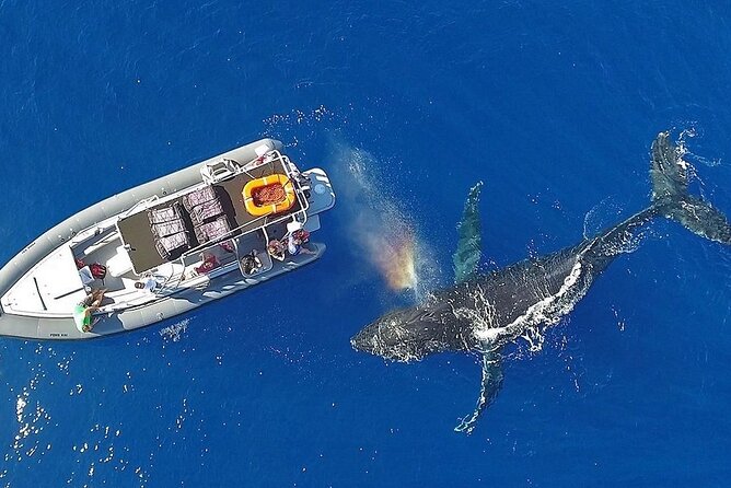 12 Passenger Kaanapali Beach Whale Watch Tour. Onboard Whale Mic - Recommendations for Future Trips