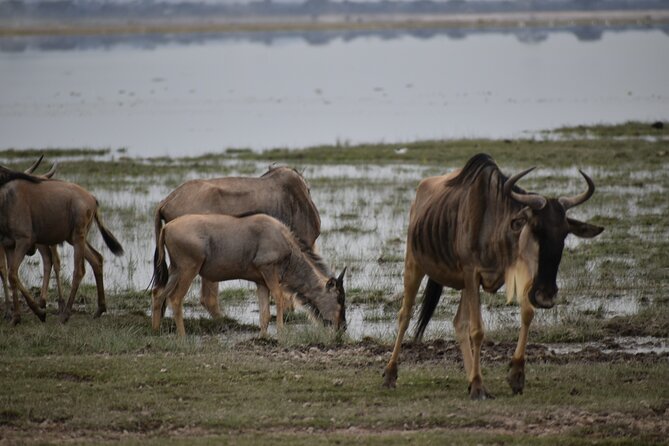 13 Days Best of Kenya and Tanzania BudgetSafari - Accessibility Features