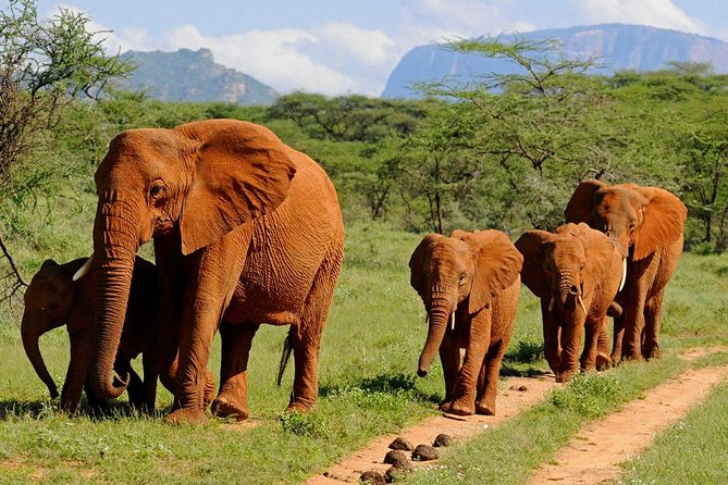 14-Days Kenya and Tanzania Camping Safari From Nairobi - Inclusions and Accommodations