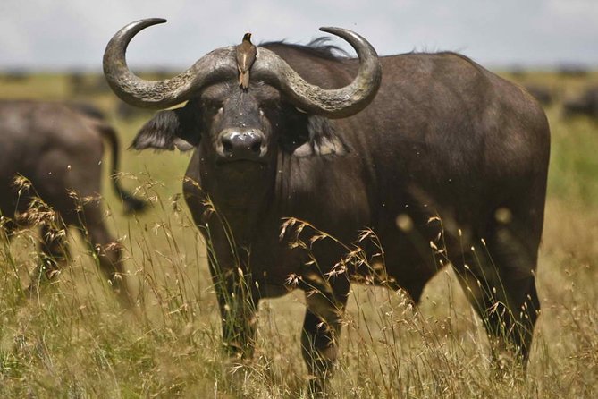2 Day Safari Isimangaliso Wetland Park & Hluhluwe Imfolozi From Durban - Accessibility Details