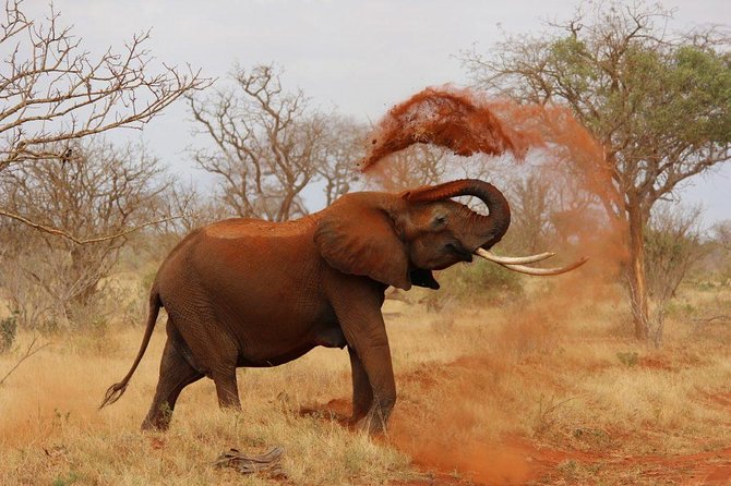 2 Days Tarangire & Ngorongoro Budget Camping Safari Tour Tanzania - What to Expect