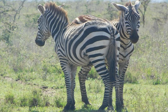 2 Days Tsavo East and Saltlick - Health and Safety Considerations