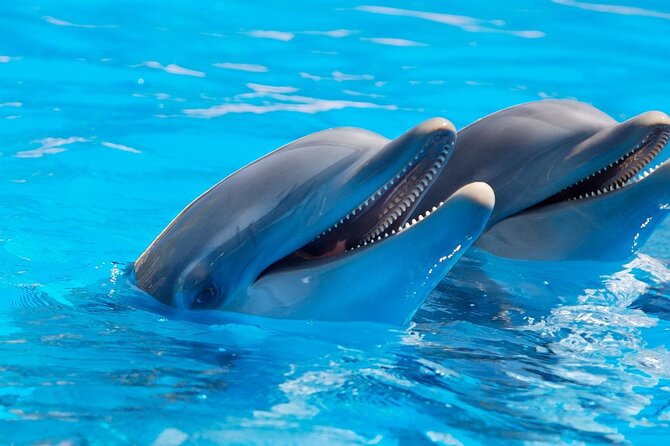 2-Hour Dolphin Sunset Tour From Giardini Naxos - What to Expect on the Tour