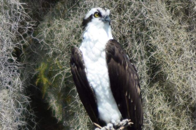 2 Hour Historical Wildlife Tour of the Chain of Lakes - Guest Feedback and Reviews