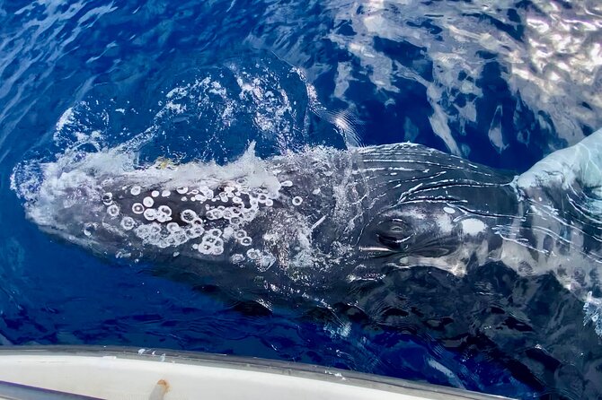 2 Hour Lahaina Sunrise Whale Watch - Traveler Reviews and Feedback