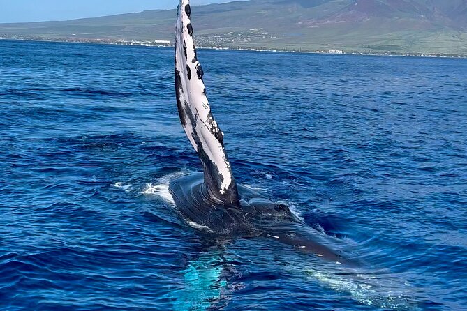 2 Hour Prime Time Maui Whale Watching - Additional Information
