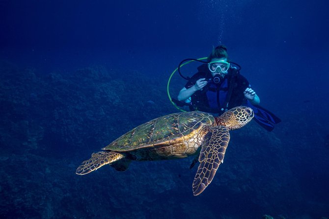 2-Tank Maui Turtle Scuba Dive or Snorkel Boat Tour - Pre-Dive Briefing