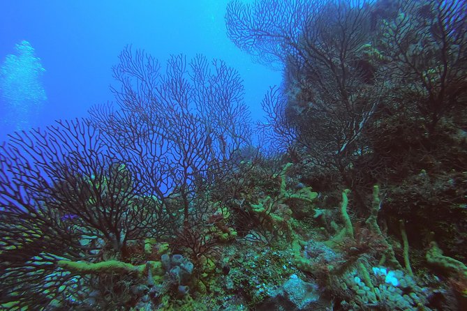 2 Tank Private Boat Dive - Meeting and Pickup Details