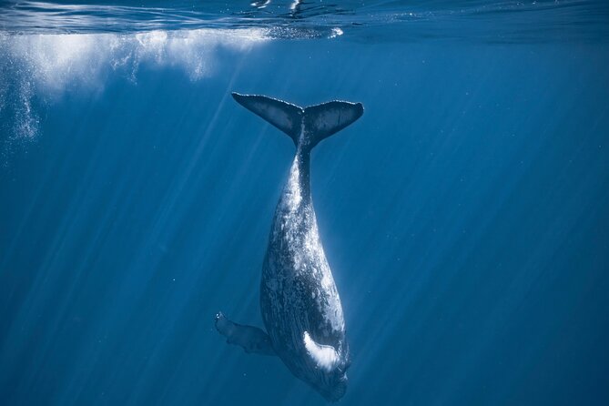 2Hour Whale Watching and Boat Cruise in Haleiwa Oahu Hawaii - Booking and Cancellation Policies