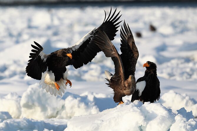 2hours Drift Ice Walk Guided Tour in Shiretoko National Park - Tour Highlights