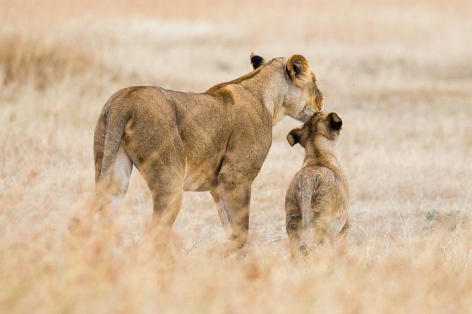 3 Days Maasai Mara Budget Safari - Participation Guidelines