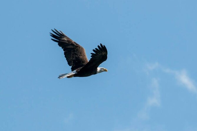 3 Hour Crystal River Wildlife Safari Boat Cruise - Booking Information and Cancellation Policy