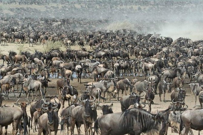 4 Day Private Camping Safari in Serengeti,Ngorongoro and Tarangire National Park - Activities and Experiences