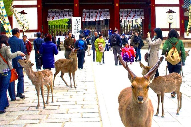 4-Day Private Kyoto Osaka Nara Sightseeing Tour With Guide - Tour Itinerary Day 1