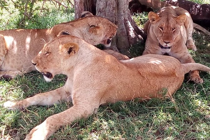 4-Day Tsavo East West and Amboseli National Park From Mombasa - Wildlife Experience