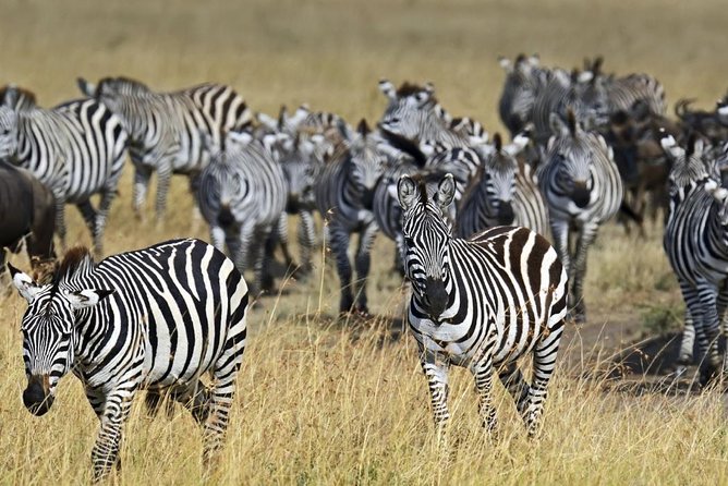4 Days Group Joining Budget Safari To Masai Mara And Lake Nakuru National Park - Traveler Information