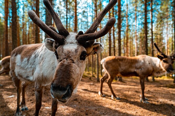4-hour ATV, Huskies and Reindeer Farm Visit in Rovaniemi, Finland - Exploring Rovaniemi Further