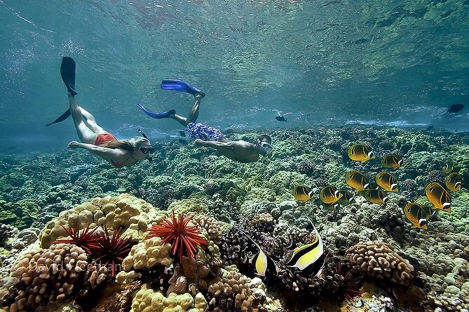 4-Hour Koa Kai Molokini Adventure Snorkel - Guest Experience and Reviews