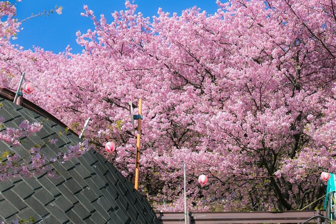 4 Hour Private Cherry Blossom Sakura Experience in Nagasaki - Customizing Your Cherry Blossom Experience