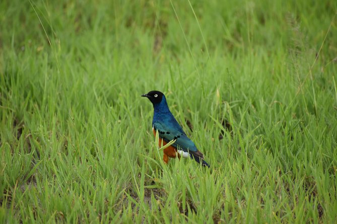 5 DAYS BUDGET SAFARI ( Tarangire, Ngorongoro Crater & Serengeti National Parks) - Accessibility Features