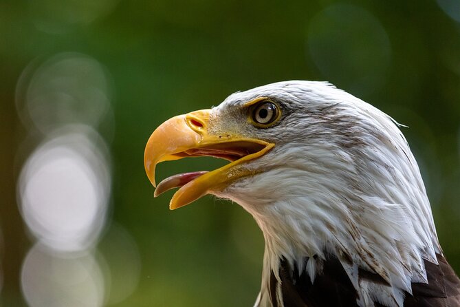 5-Days Discovering Birds of Portugal and Spain With Guide - Booking Details