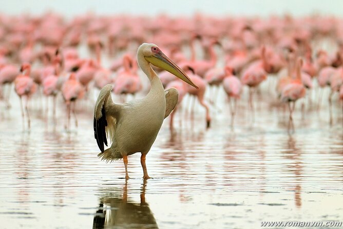 5 Days Tanzania Luxury Camping Safari - Included and Excluded Features