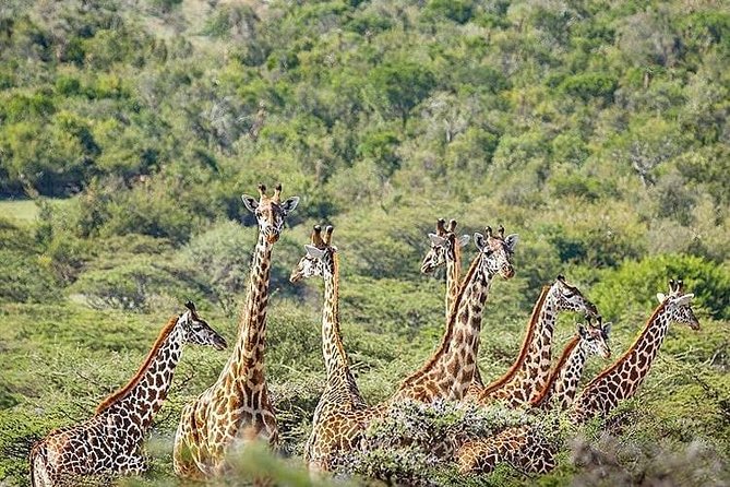 5 Days Tanzania Wilderness Camping Tour. - Accessibility Features