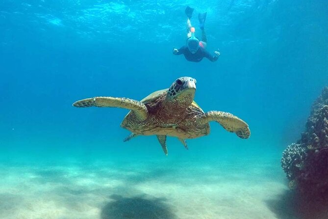5 in 1 Deluxe Cruise: Turtle Snorkeling, Activities and Pick-Up - Customer Feedback and Recommendations