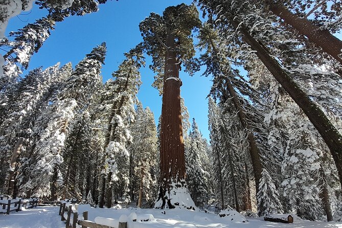 5 Star Rated Winter Private Tour in Sequoia - Booking Information