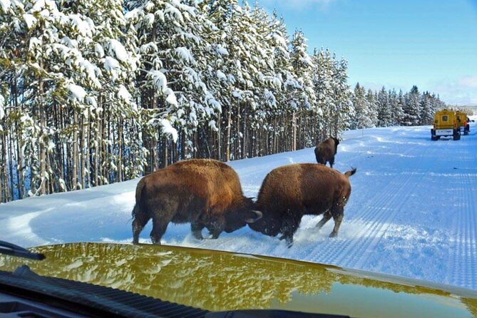 6 Day Winter Wonderland Tour Review - Wolf Tracking Adventure